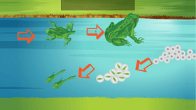 Jaeks life cycle of a frog.