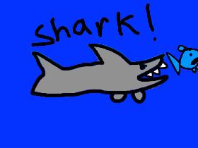 Shark!  1