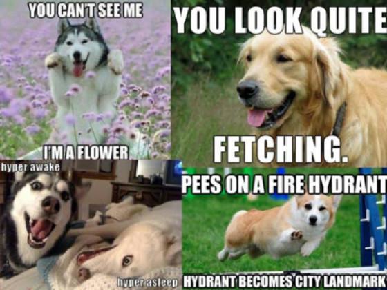 best dog memes! 1