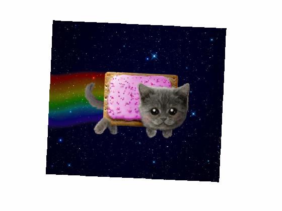 Nyan cat in real life!!@so cute can give you heart attack!!!🐱🐱🐱🐱🐱🐱🐱🐱🐈🐈🐈