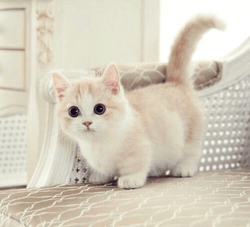 kitten dressup