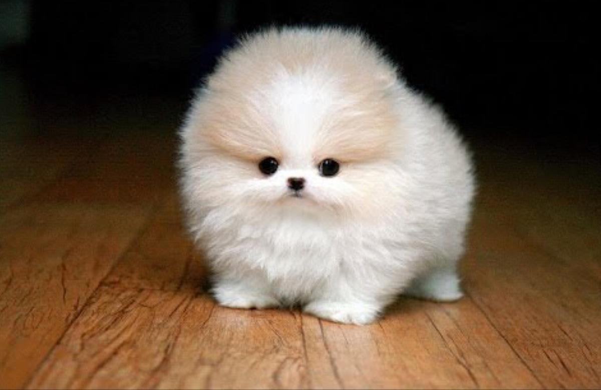 Chat with Fluff ball!