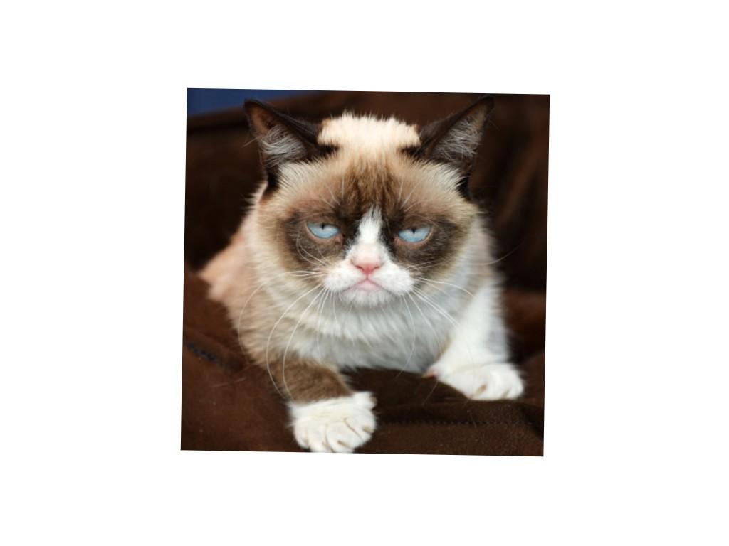 grumpy cat chat