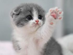 kitten cutnes 1 so cute