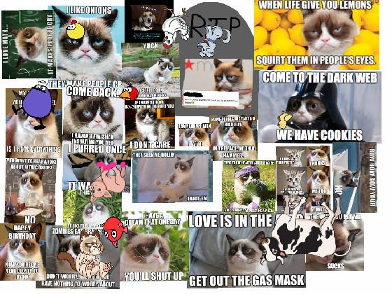 grumpy cats memes 1
