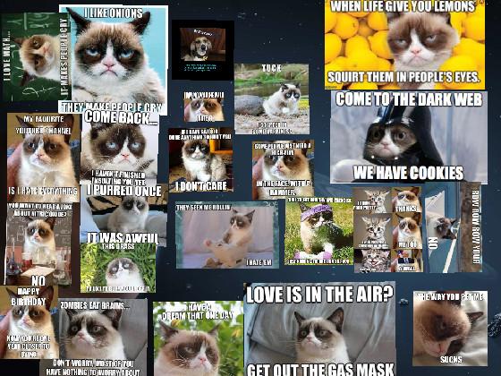 grumpy cats memes 1 1