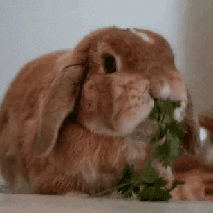 cute bunny dance show - copy - copy