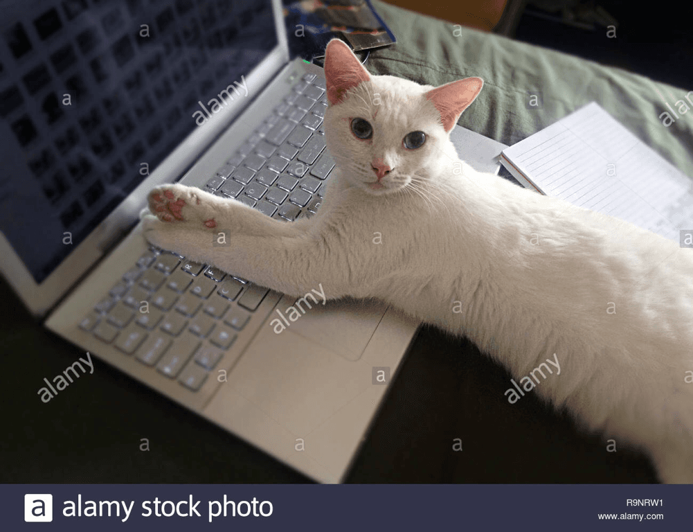 cats on laptop cliker