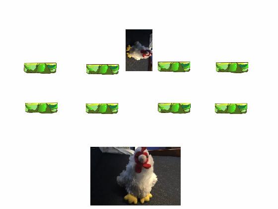 chickens 6