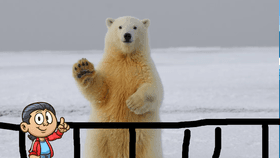 polar bear exibit