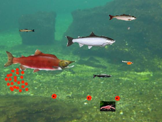 salmon life cycle 