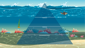 Ocean Ecological Pyramid (Leeah Rios)