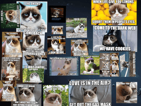 grumpy cats memes