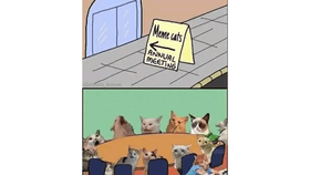 Meme Cats