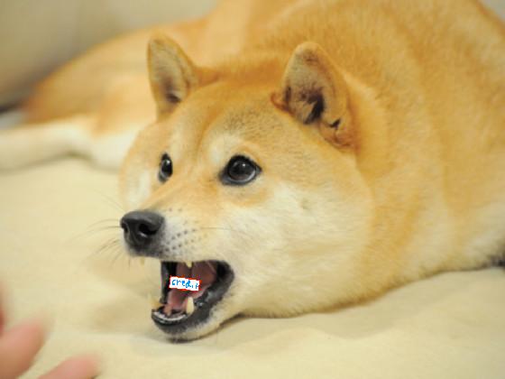 Meet the Doge! Dogerine: World’s Most Famous Doge Meme 2