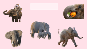 Ginger - Elephants
