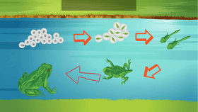 Life Cycle of a Frog^^