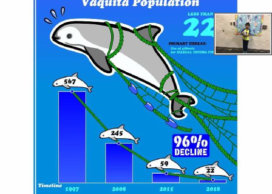 save the vaquita only. less than 10