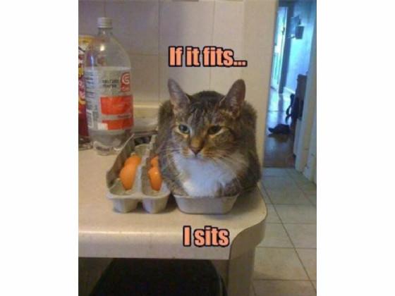 Funny Cat Memes 2