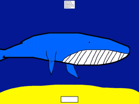 Blue whale feeding