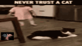 never trust a cat