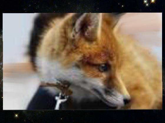 My pet fox ❤️