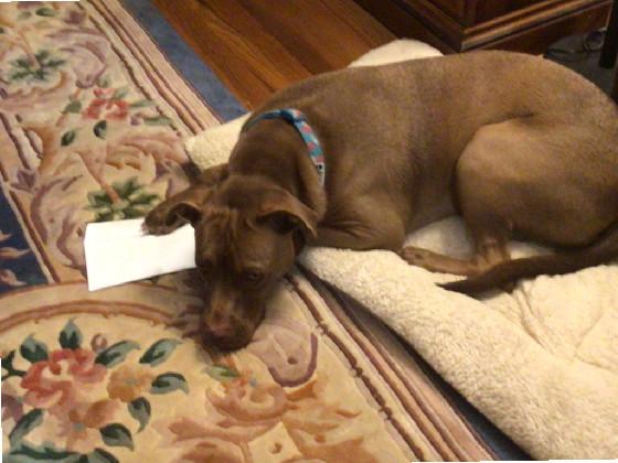 my dog got mail