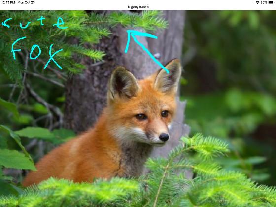 cute fox 1