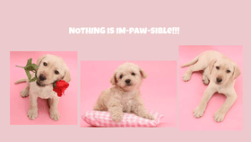 Nothing is im-paw-sible!!