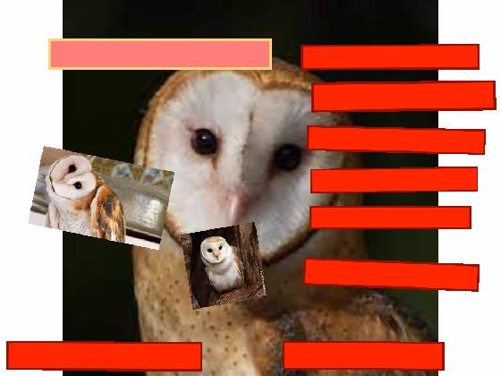 Owl clicker