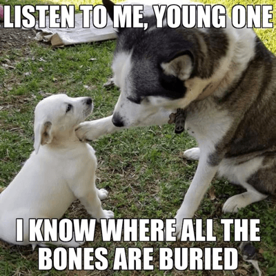 Cute dog memes 1