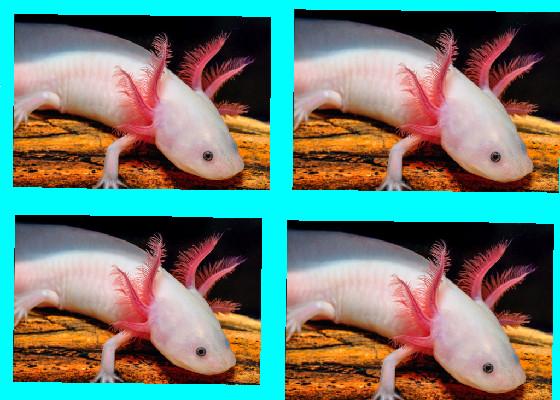 axolotl spinner