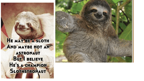 sloths rule
