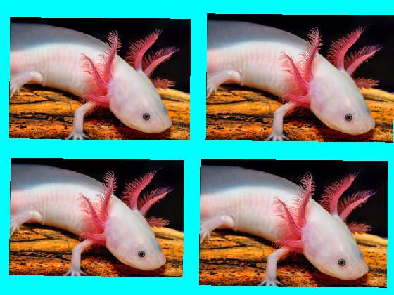 axolotl spinner 12345
