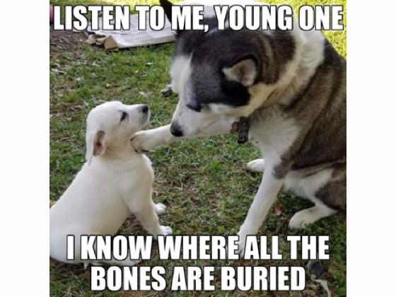 Cute dog memes 🐶 1 1