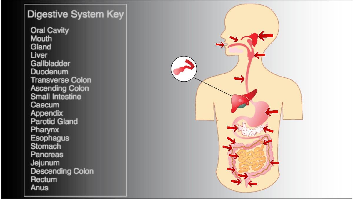 Digestive System - TEMPLATE