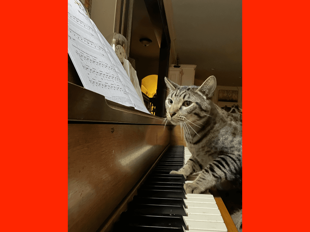 My Pets Playing the Piano