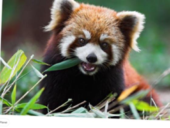 i am a red panda not fox 1