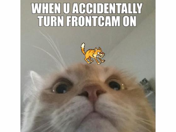 Funny cats!!! 1 1