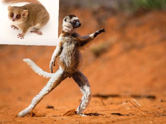lemur spin draw 1