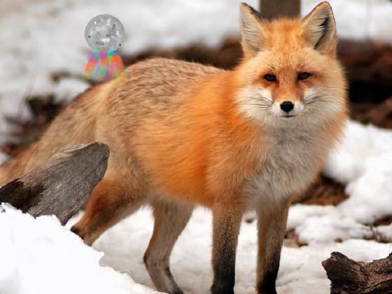 What Does The Fox Say? 1 1 1 1 1