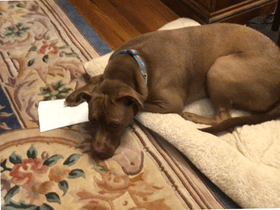 dog got mail//