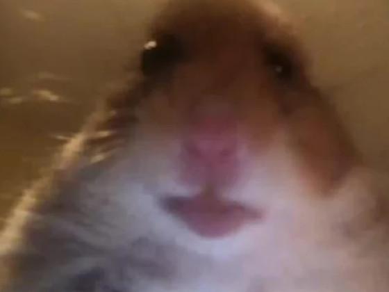 hamster jumpscare 1 1 1