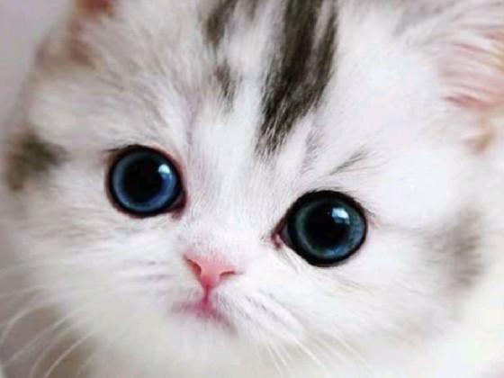 look at this cat it is so cute 1