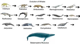 Whale evolution