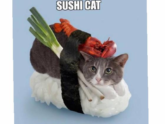 sushi cat 1