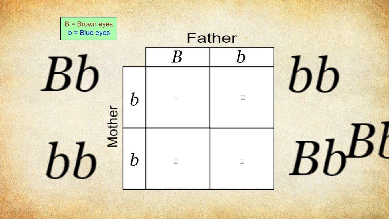 Punnet Square Template
