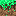 Mint Grass