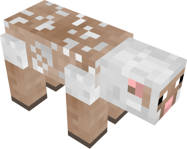 Sheep