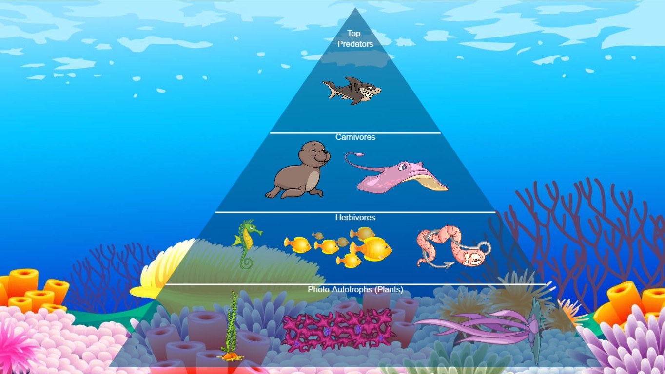 ocean food chain pyramid